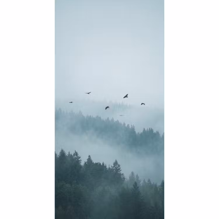 Behang - Bos - Mist - Vogels - Natuur - Groen — 2