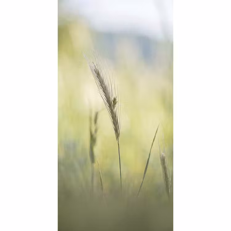 Behang - Graan - Aar - Natuur - Groen - Detail — 2