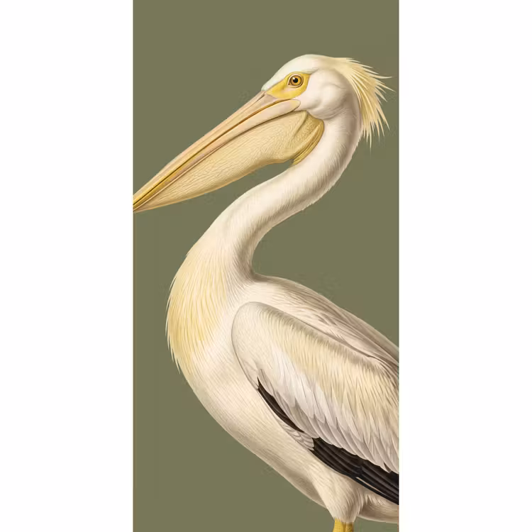 Behang - Pelikaan - Wit - Vogel - Klassiek - Natuur — 2