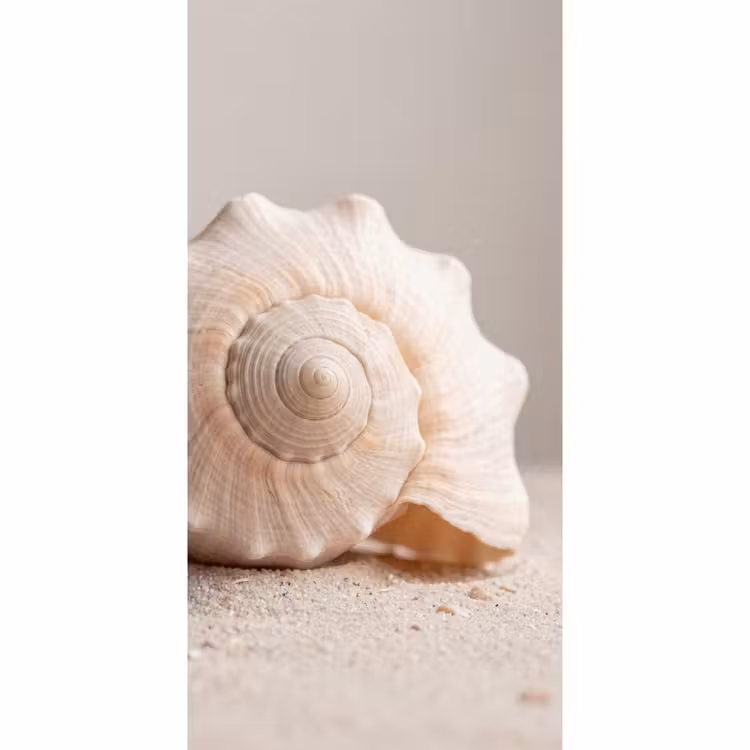 Behang - Schelp - Detail - Beige — 2