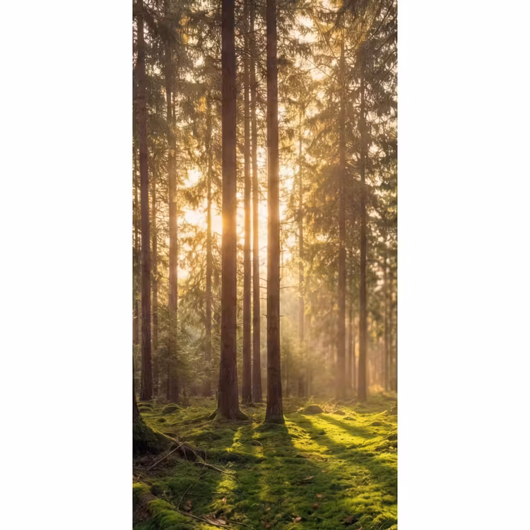 Behang - Bos - Gras - Zonlicht — 2