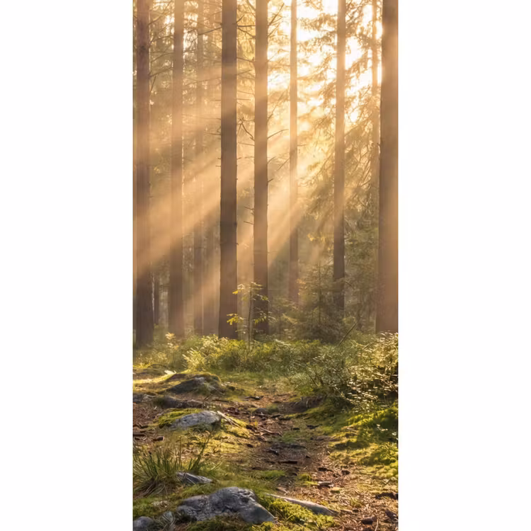 Behang - Bos - Zonlicht - Gras — 2