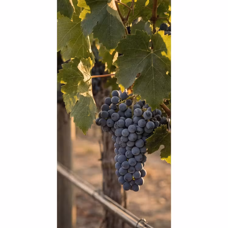 Behang - Druiven - Wijngaard - Zonlicht — 2