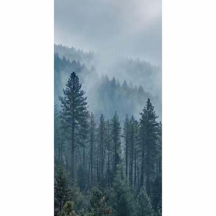Behang - Naaldwoud - Bergen - Mist — 2
