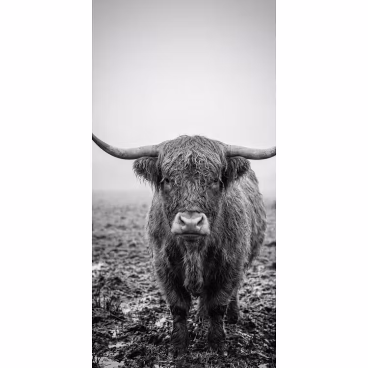 Behang - Schotse hooglander - Zwart - Wit - Gras — 2