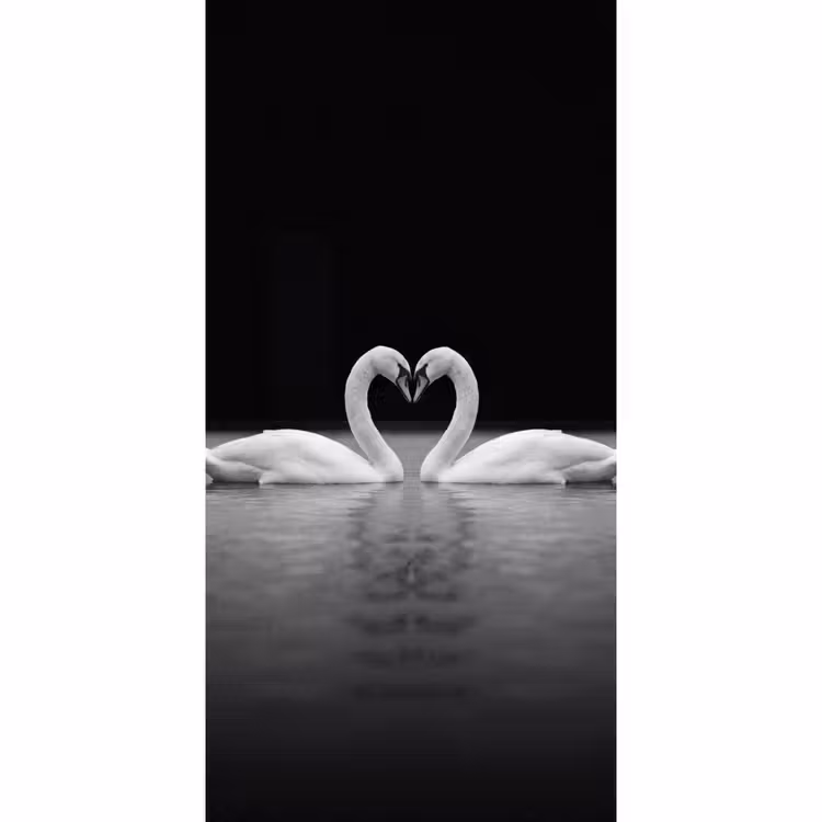 Behang - Zwanen - Hart - Zwart - Wit — 2