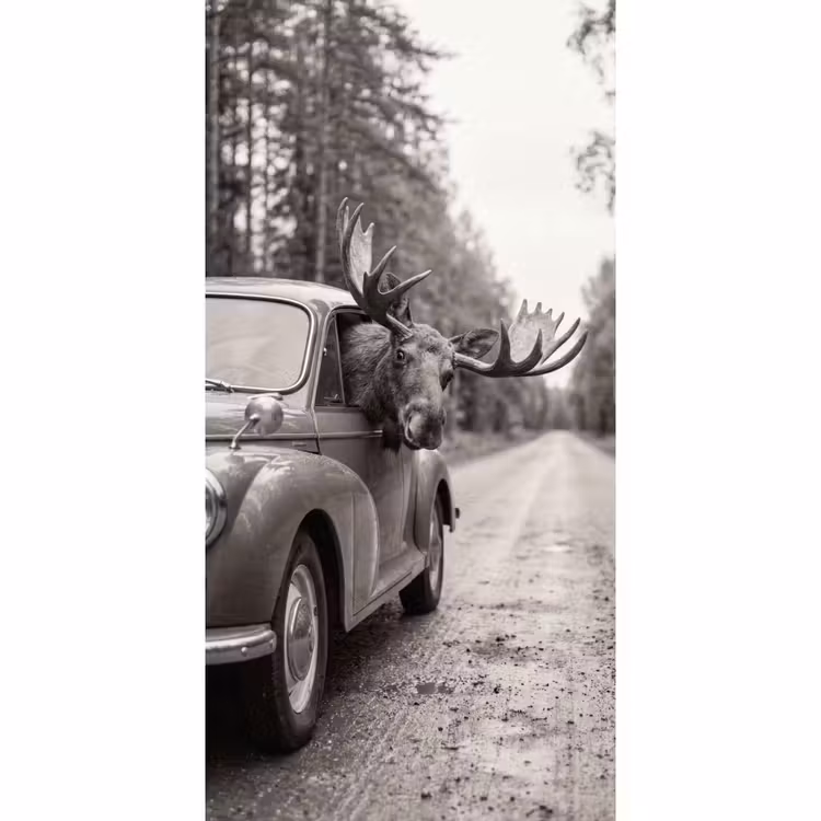 Behang - Eland - Auto - Gewei - Zwart - Wit — 2