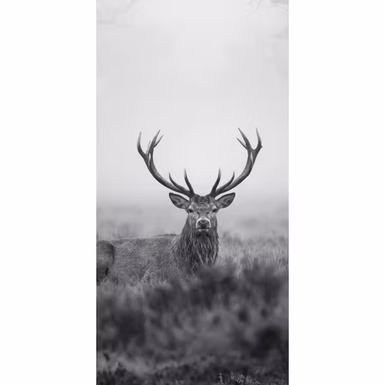 Behang - Hert - Mistig - Zwart - Wit — 2