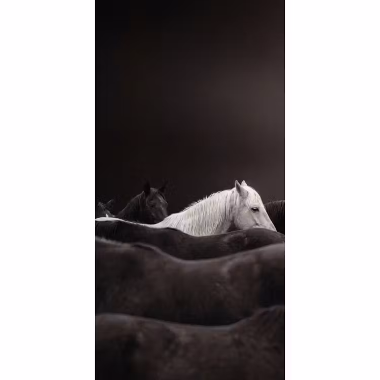Behang - Paarden - Zwart - Wit - Kudde — 2