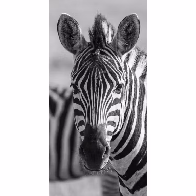 Behang - Zebra's - Zwart - Wit — 2