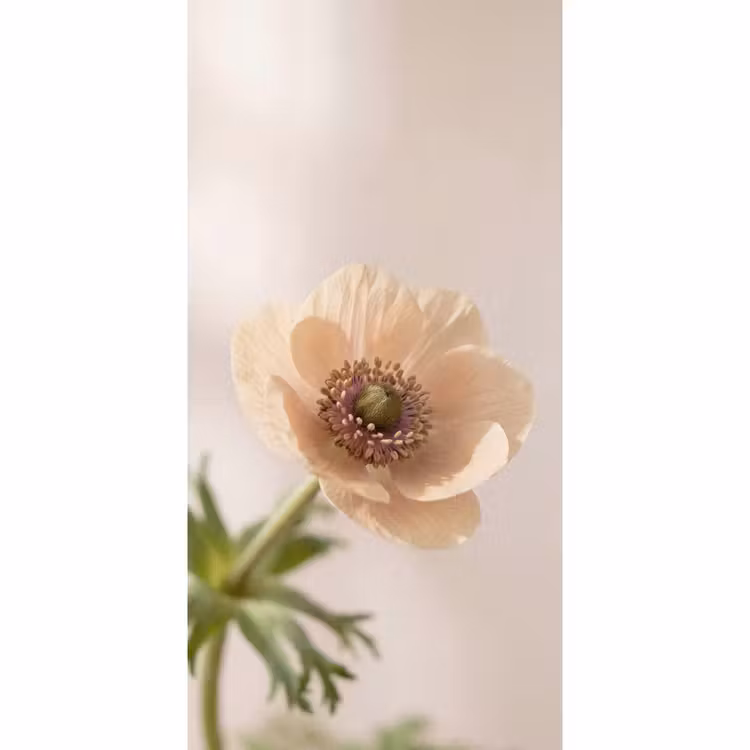 Behang - Bloem - Minimalistisch - Groen — 2