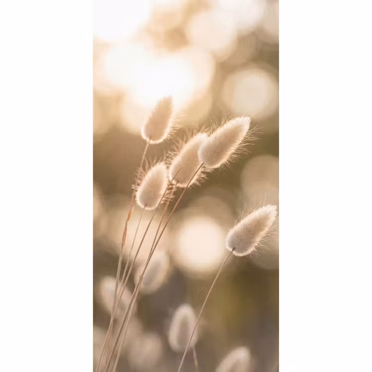Behang - Hazestaartgras - Wit - Zonlicht — 2