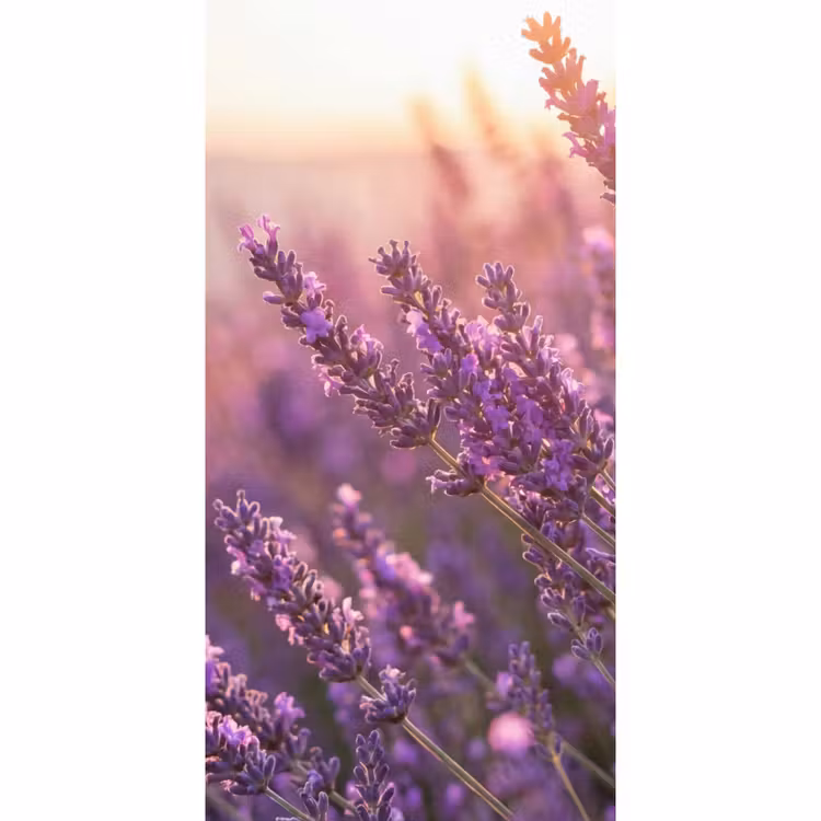 Behang - Lavendel - Paars - Zonlicht — 2