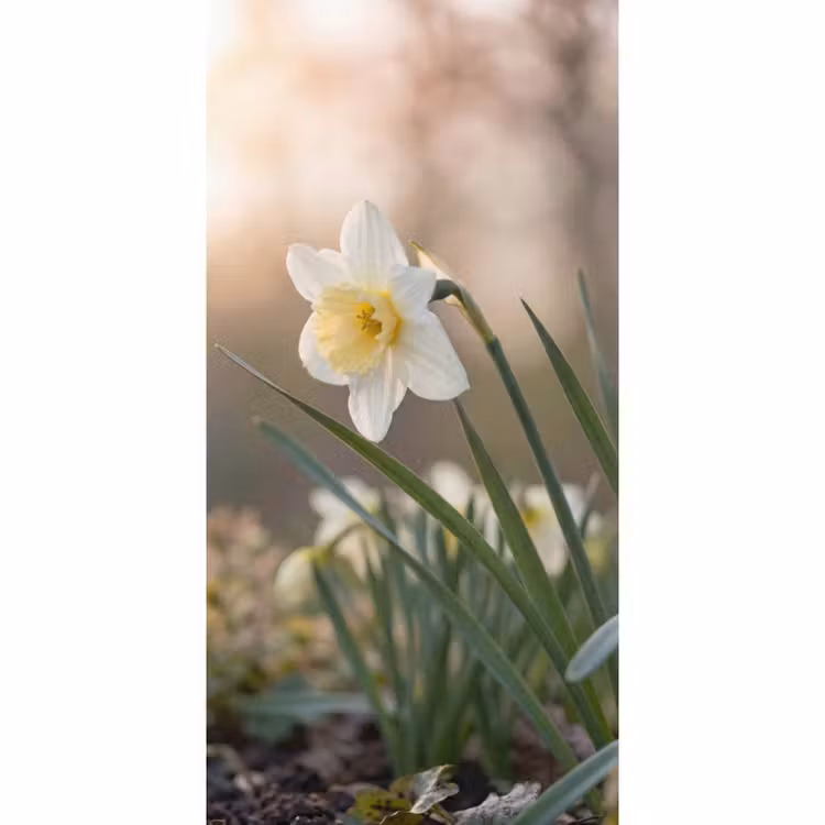 Behang - Narcis - Bloem - Minimalistisch — 2