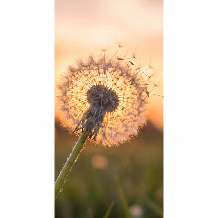 Behang - Paardenbloem - Zonsondergang - Veld — 2