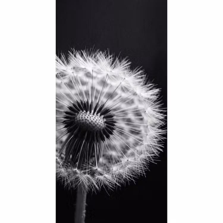 Behang - Paardenbloem - Zwart - Wit — 2