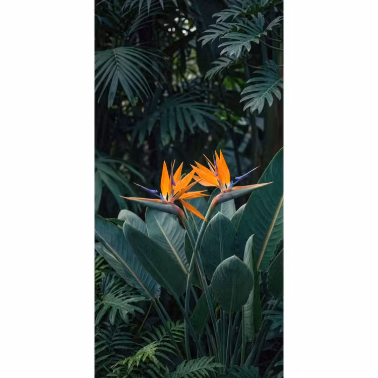 Behang - Paradijsvogel - Bloem - Exotisch — 2