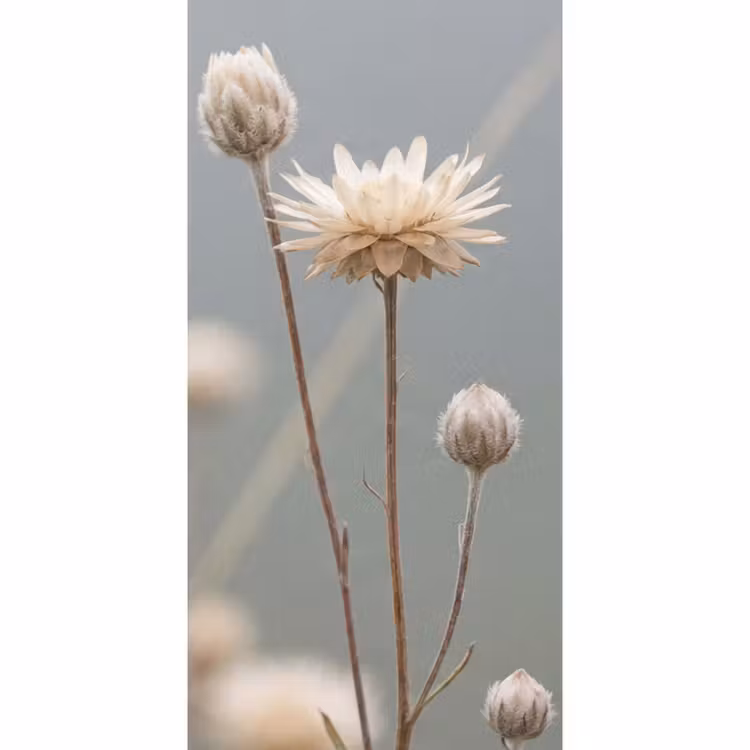 Behang - Strobloemen - Wit - Daglicht — 2