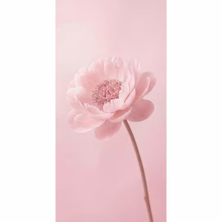 Behang - Bloem - Pioenroos - Roze — 2