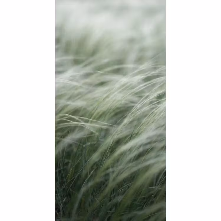 Behang - Gras - Wazig - Natuur - Groen - Zacht — 2
