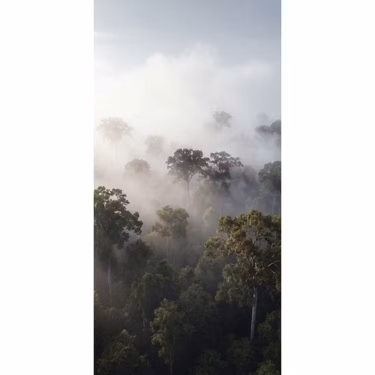 Behang - Bos - Mist - Natuur - Groen — 2