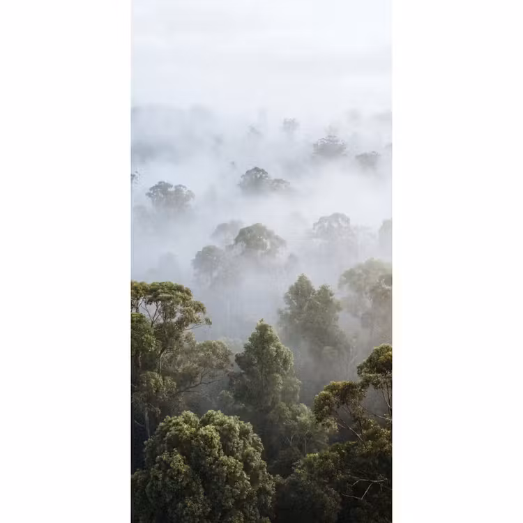 Behang - Natuur - Mist - Bos - Ochtend - Goud — 2