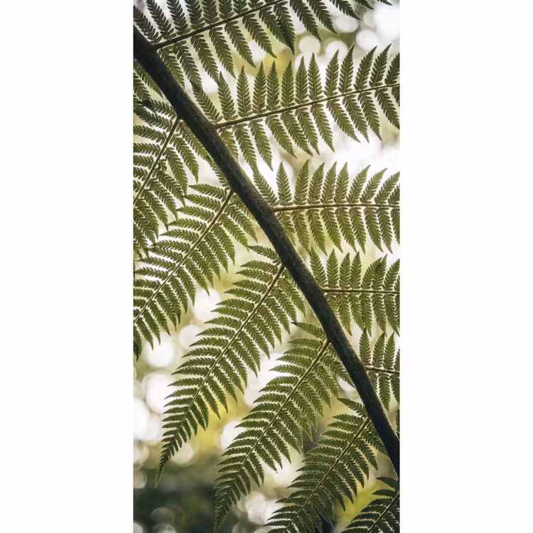 Behang - Plant - Blad - Natuur - Groen - Detail — 2