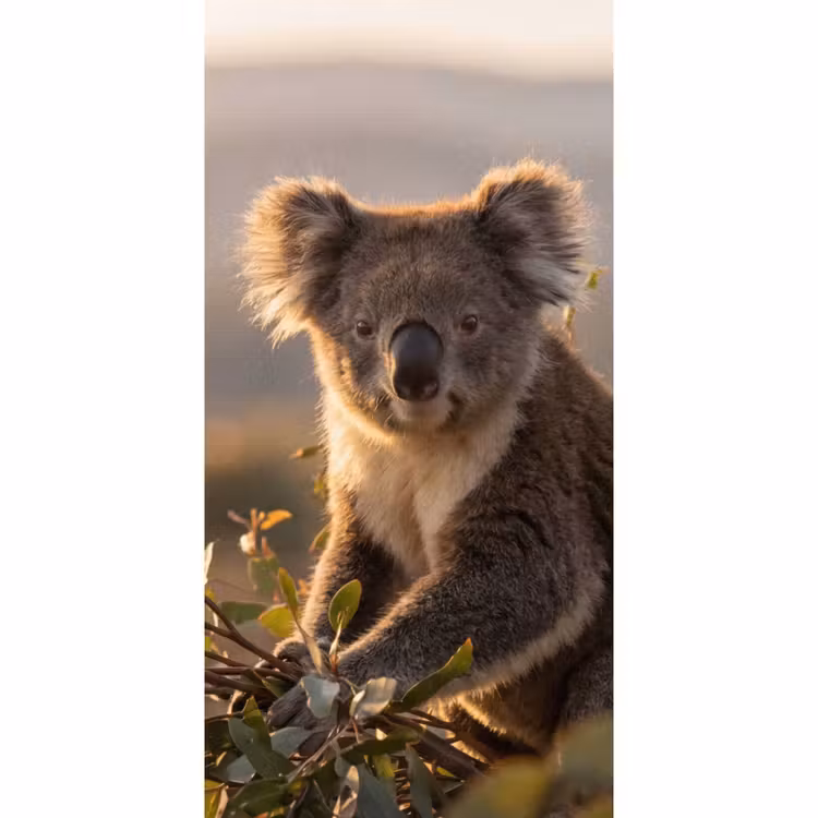 Behang - Koala - Bladeren - Ochtendlicht — 2