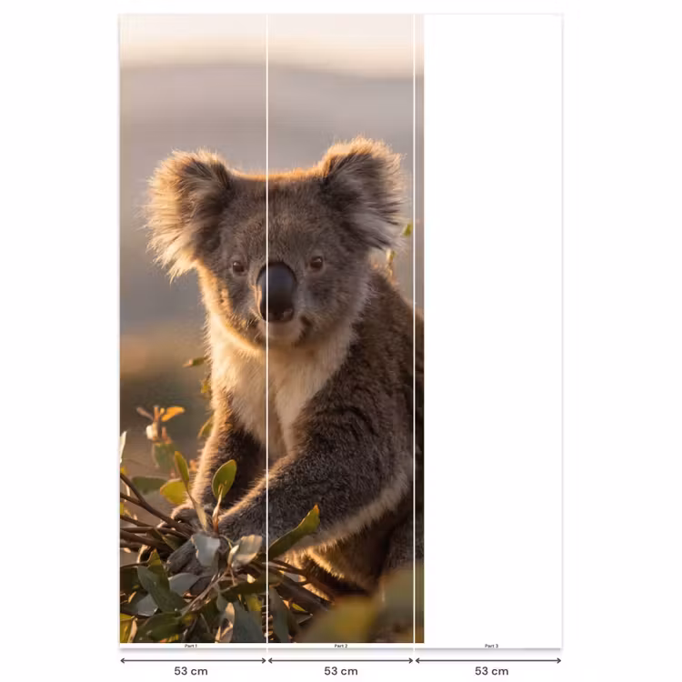 Behang - Koala - Bladeren - Ochtendlicht — 6