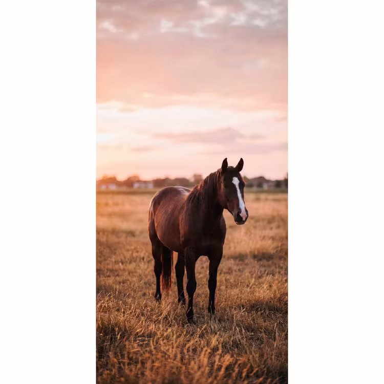 Behang - Paard - Zonsondergang - Bruin — 2