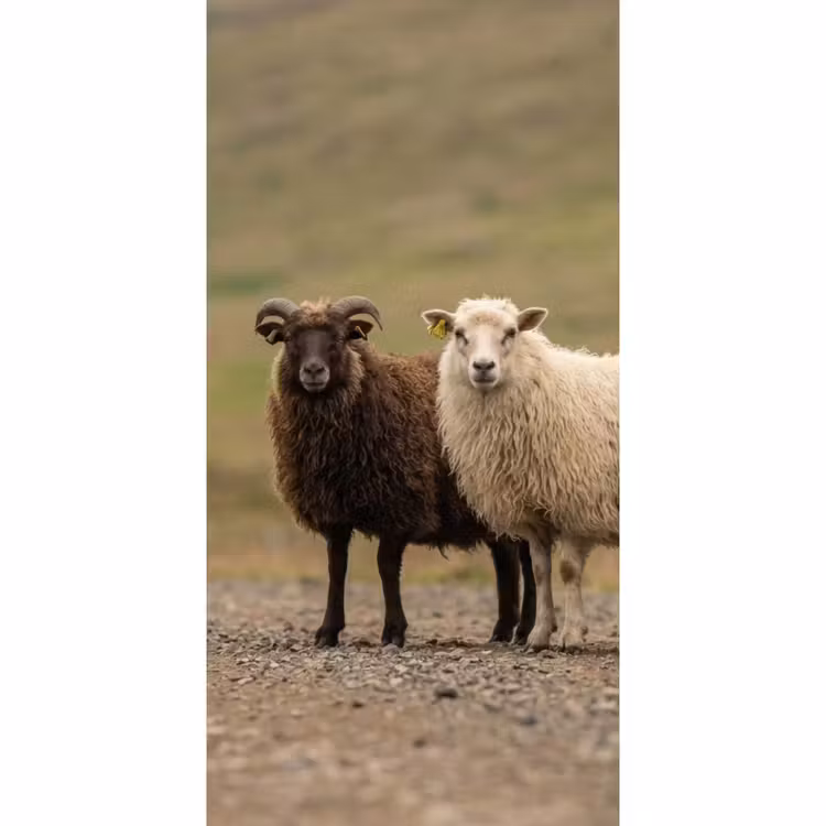 Behang - Schapen - Bruin - Wit - Grindpad — 2