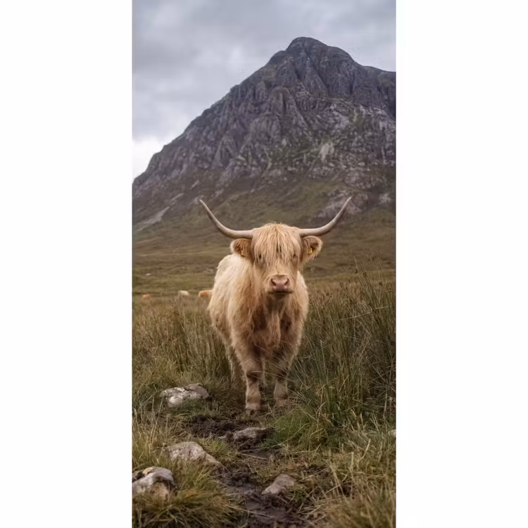 Behang - Schotse hooglander - Bergen - Grasveld — 2