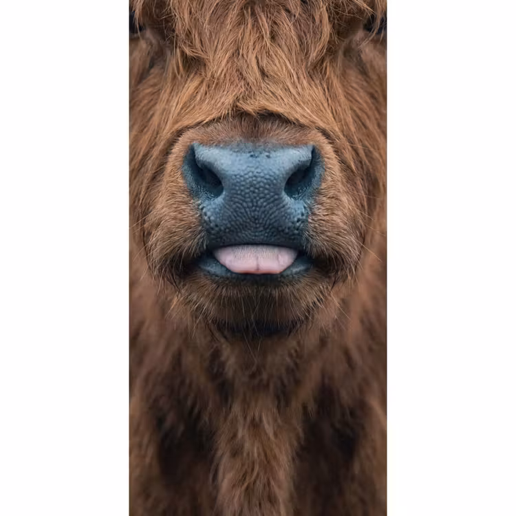 Behang - Schotse hooglander - Neus - Bruin — 2