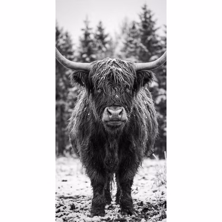Behang - Schotse hooglander - Zwart - Wit - Sneeuwvlokken — 2