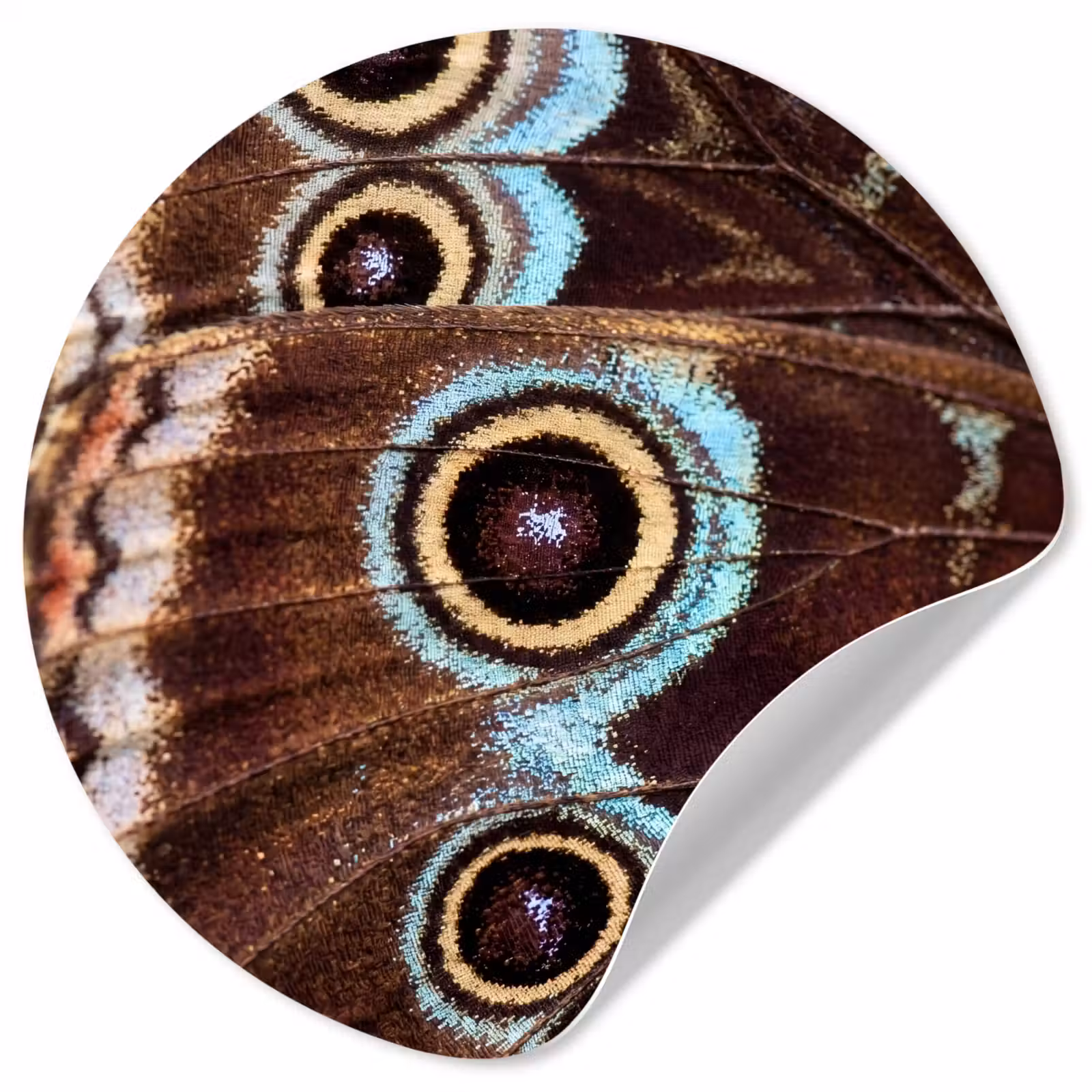 Behangcirkel - Vleugels - Vlinder - Blauw — 1