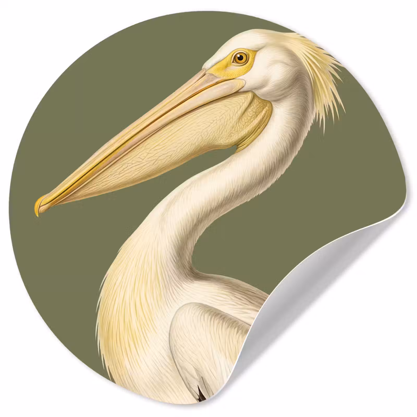 Behangcirkel - Pelikaan - Wit - Vogel - Klassiek - Natuur — 1