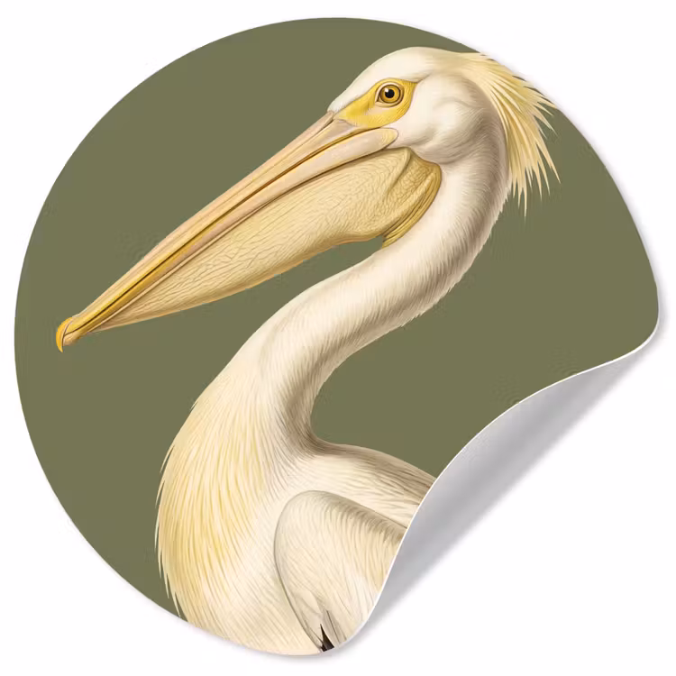 Behangcirkel - Pelikaan - Wit - Vogel - Klassiek - Natuur — 1