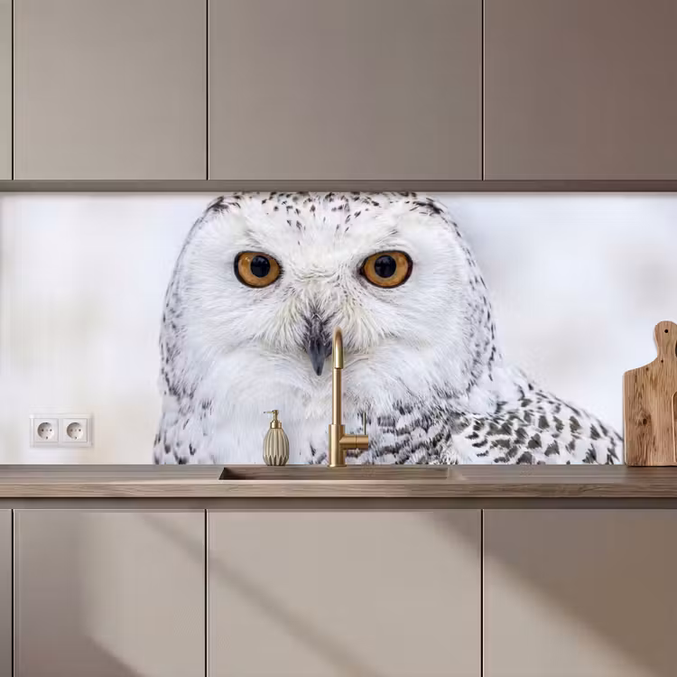 Keuken achterwand - Sneeuwuil - Oog - Wildlife - Wit — 1