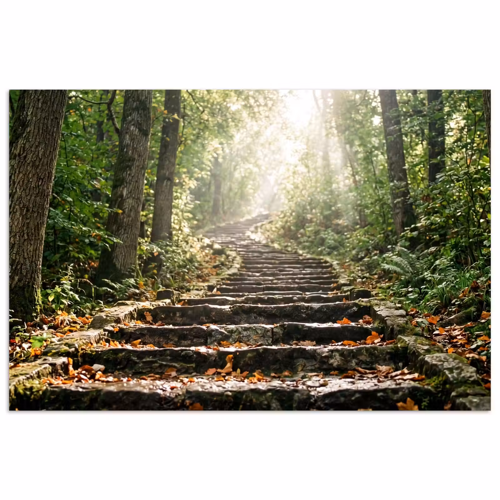 Poster - Stenen - Trap - Bos - Natuur — 1