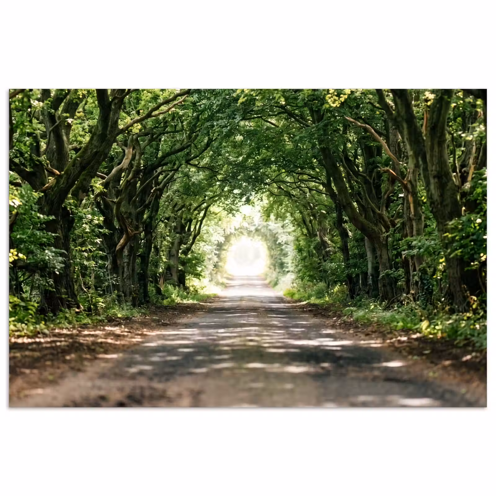Poster - Weg - Bomen - Natuur - Groen — 1