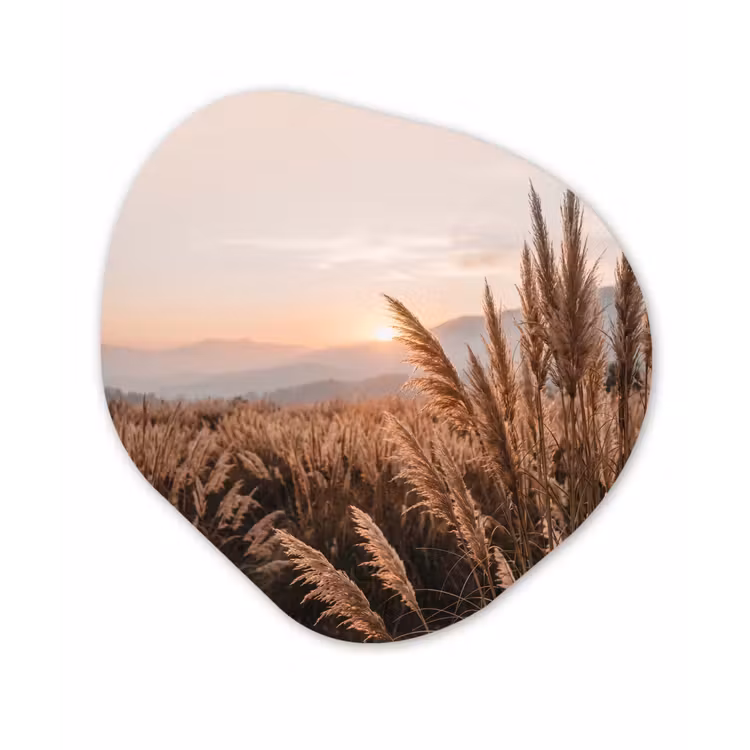 Organische schilderij - Aluminium - Gras - Veld - Zon - Natuur — 1