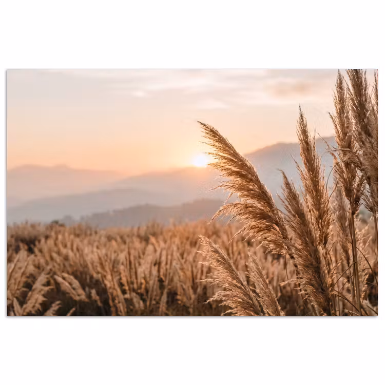 Poster - Gras - Veld - Zon - Natuur — 1