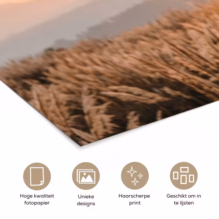 Poster - Gras - Veld - Zon - Natuur — 5