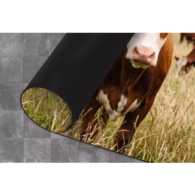 Keukenloper - Koeien - Portret - Weide - Boerderij - Nieuwsgierig — 4