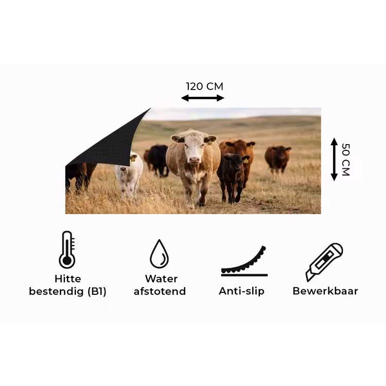 Keukenloper - Runderen - Kudde - Landschap - Weide - Rustig — 5