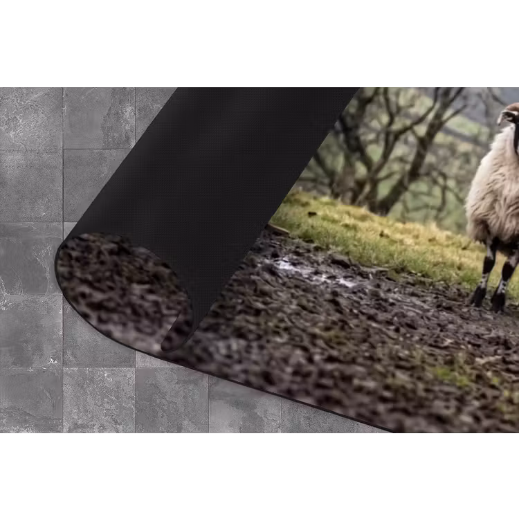 Keukenloper - Schapen - Rij - Weide - Dieren - Platteland — 4