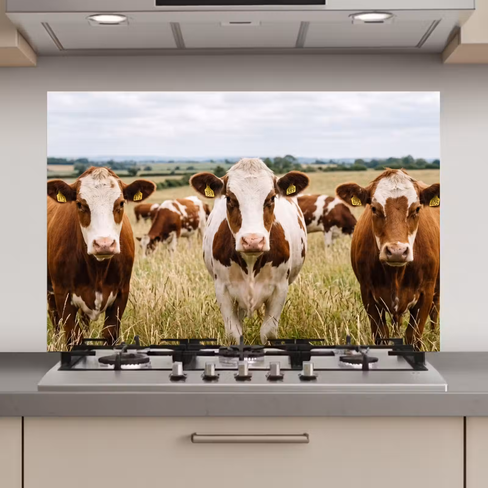 Spatscherm keuken - Koeien - Portret - Weide - Boerderij - Nieuwsgierig — 1