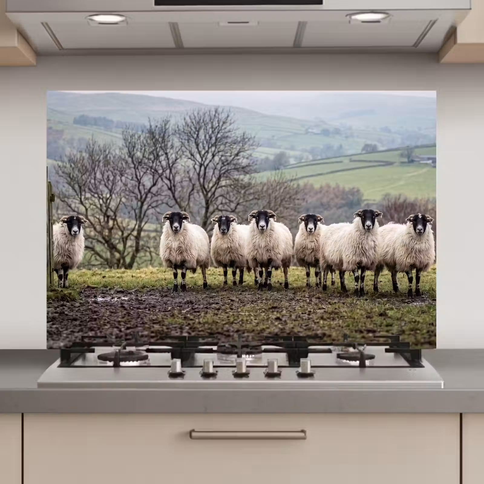 Spatscherm keuken - Schapen - Rij - Weide - Dieren - Platteland — 1