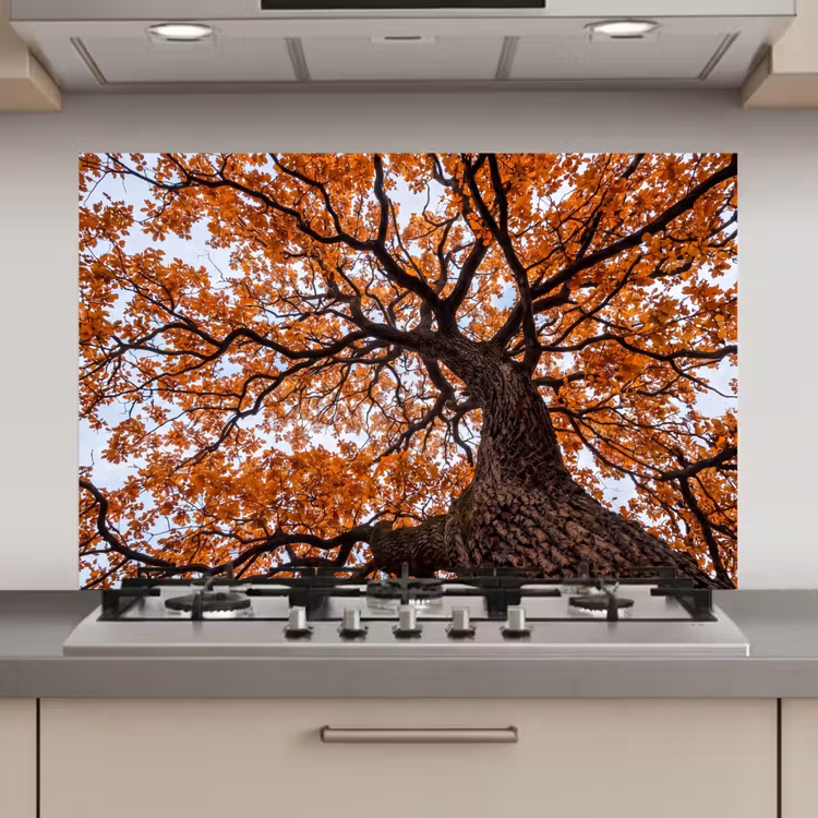 Spatscherm keuken - Boom - Bladerdak - Herfst - Oranje - Sfeervol — 1