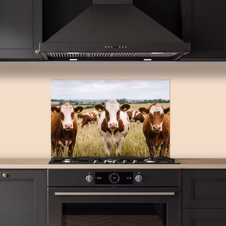 Spatscherm keuken - Koeien - Portret - Weide - Boerderij - Nieuwsgierig — 2